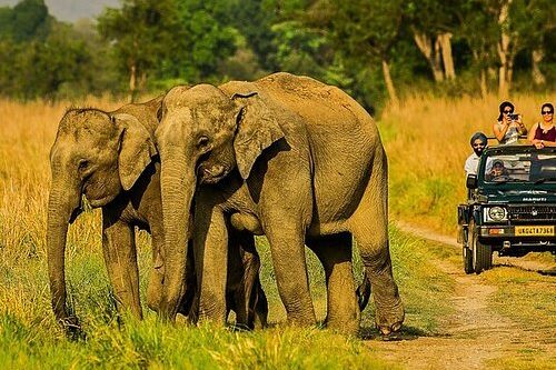 Jim Corbett National Park Travel and Tourism Guide