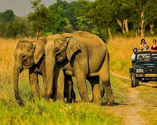 Jim Corbett National Park Travel and Tourist Places